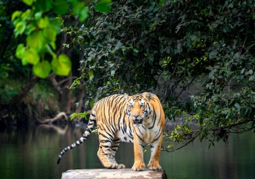 Jaipur Sarisk Alwar  Tour Package